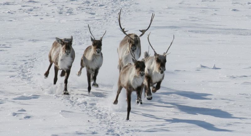 Caribou