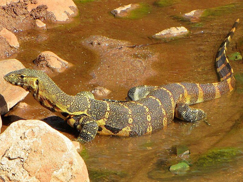 Monitor Lizard