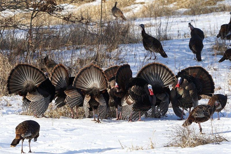 Wild Turkeys That Dodged the Dinner Table