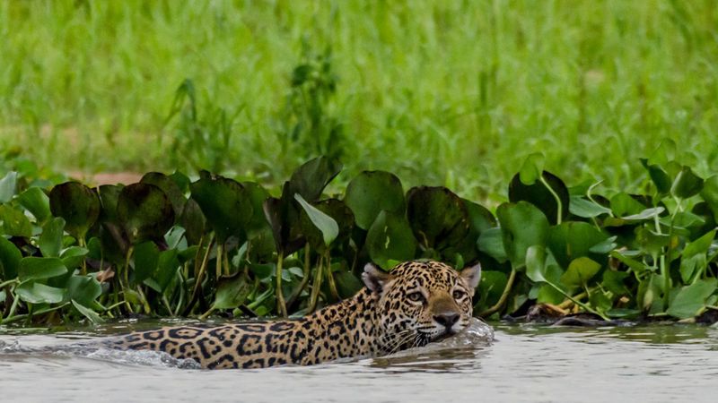 Fishing Jaguars of Pantanal (Brazil)