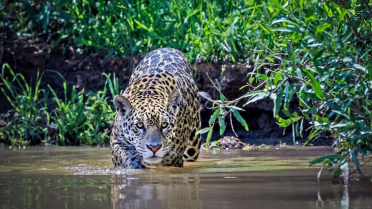 Jaguars Are Learning to Fish—And It’s Changing What We Thought We Knew