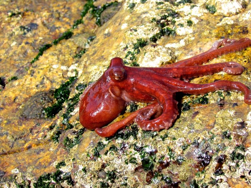Robsonella Squid