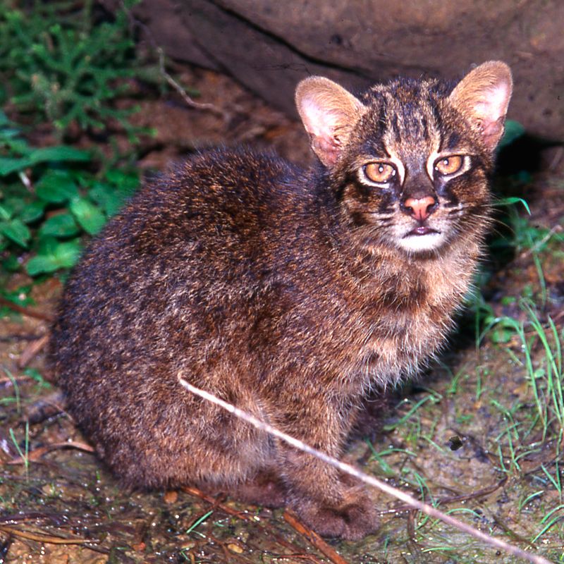 Iriomote Cat