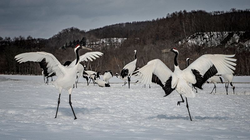 Red-Crowned Crane