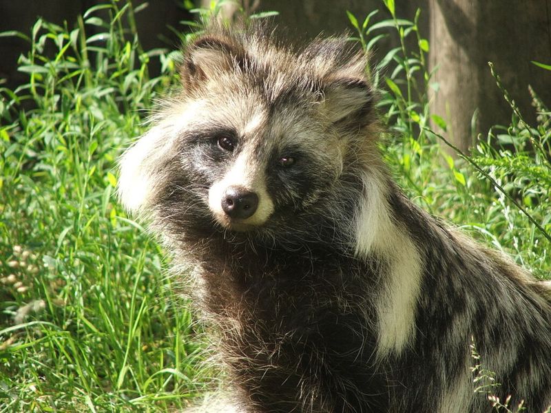 Tanuki (Japanese raccoon dog)