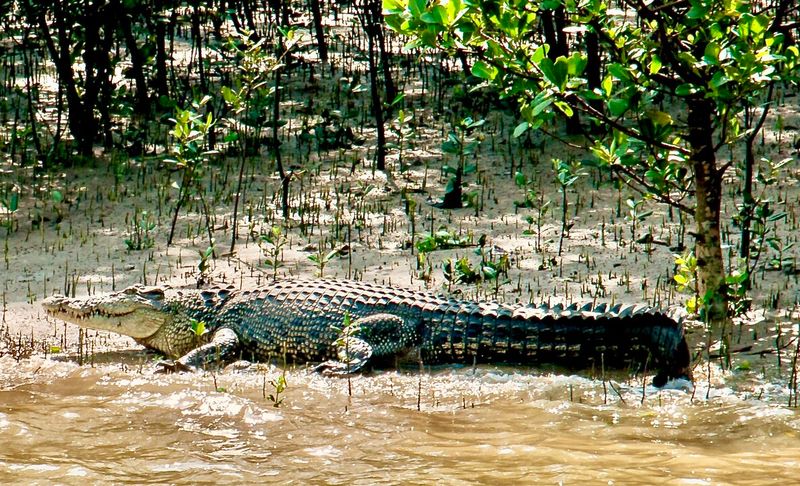 Saltwater Crocodile