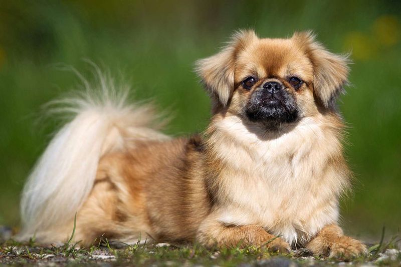 Tibetan Spaniel