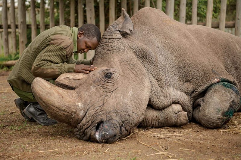 Northern White Rhino