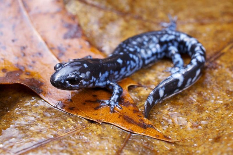 Blue-Spotted Salamander