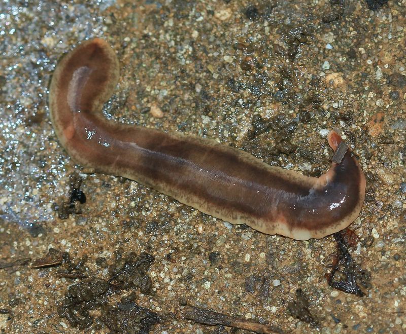 Flatworm