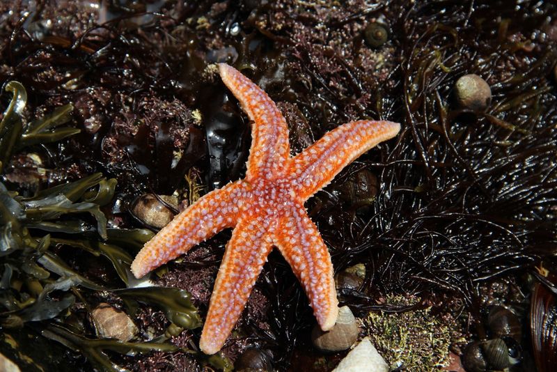 Sea Stars