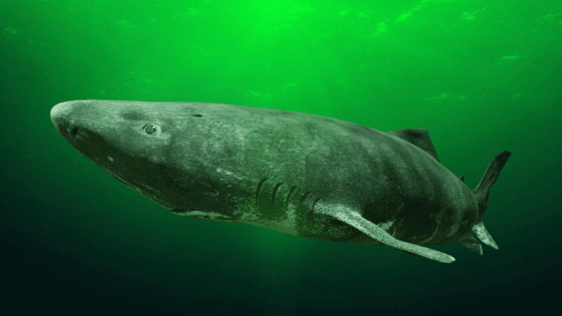 Shark