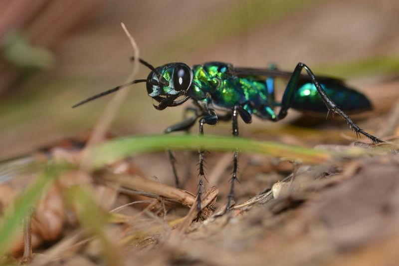 Intricate Behavioral Adaptations