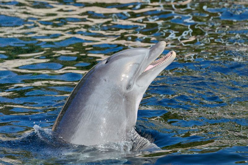 Smiling Dolphin