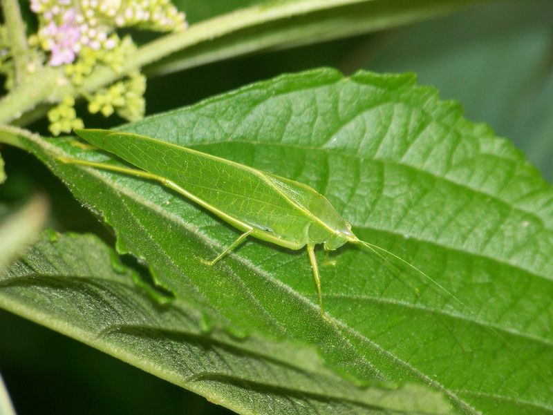 Katydid