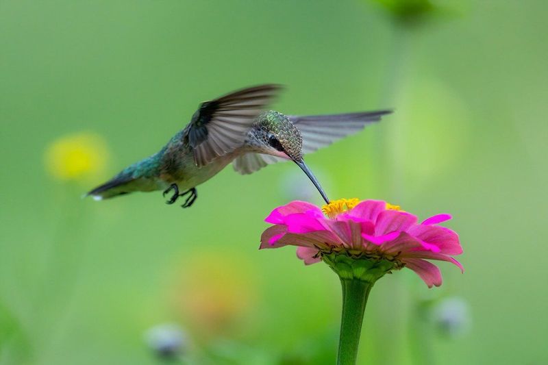 Hummingbirds