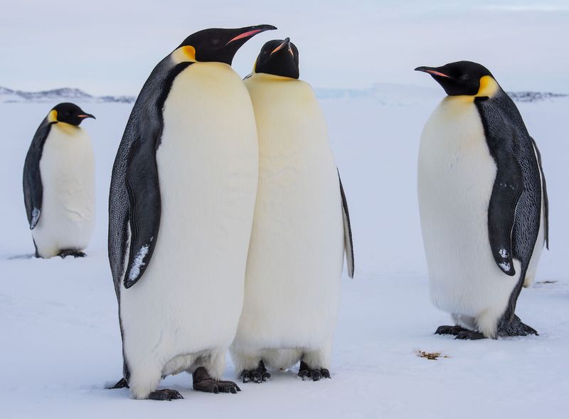 Emperor Penguin