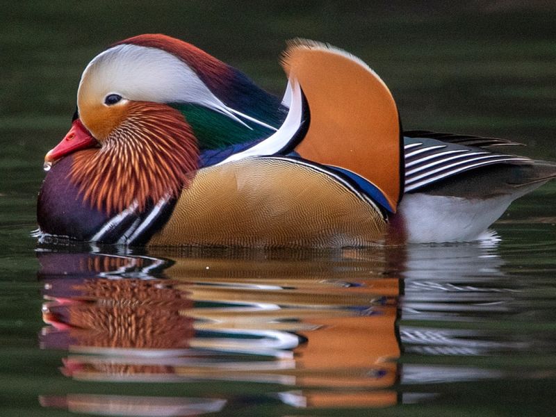 Mandarin Duck