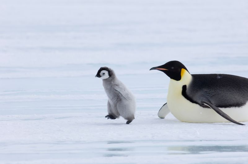 Penguin Chick