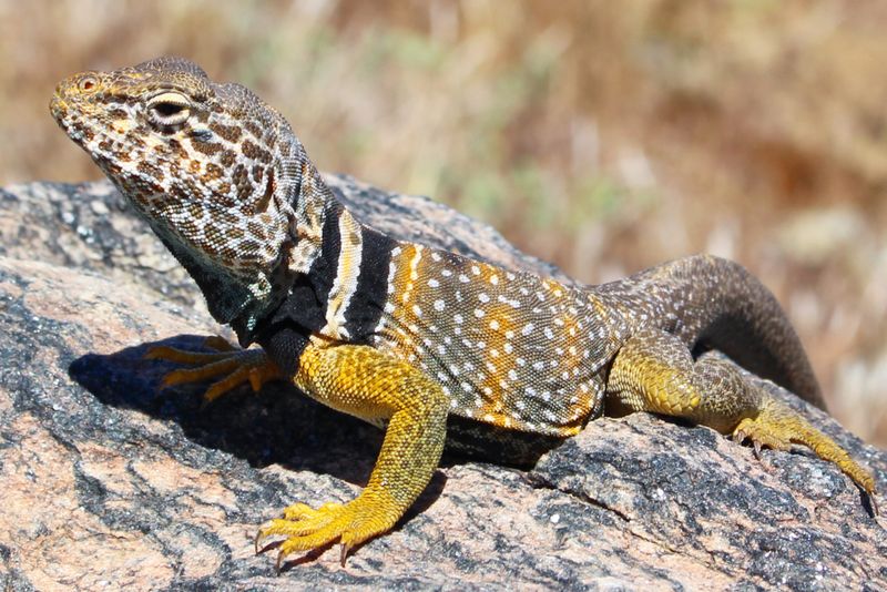 Collared Lizard