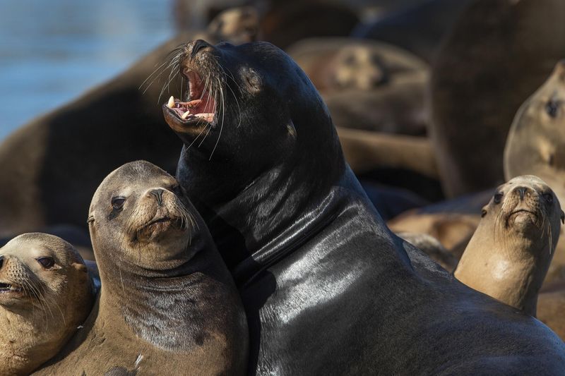 California Sea Lion