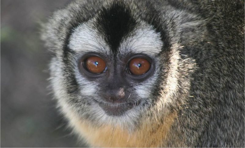 Owl Monkey