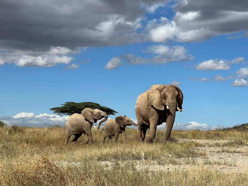 African Elephant