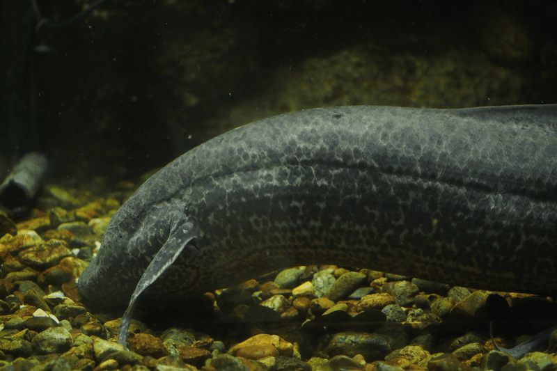 African Lungfish