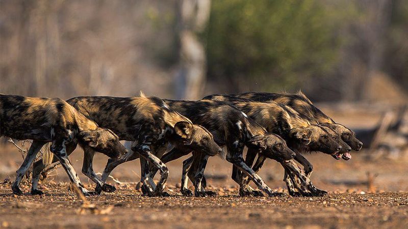 African Wild Dog