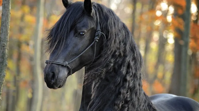 Friesian