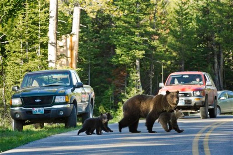 Yellowstone National Park, Wyoming