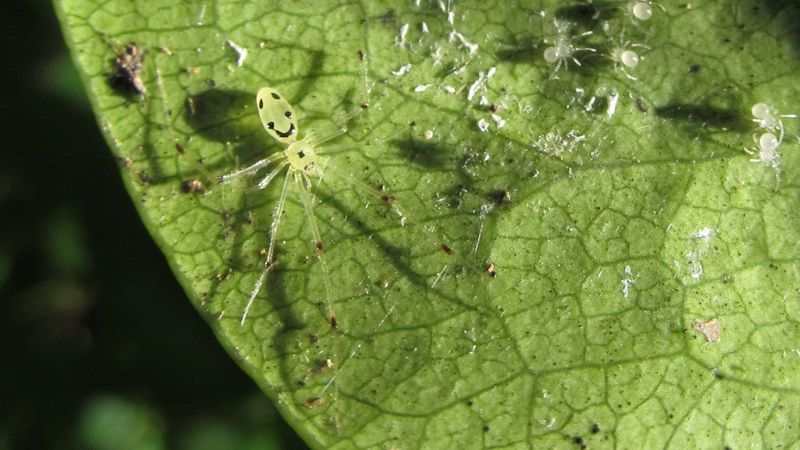 Happy-face Spider