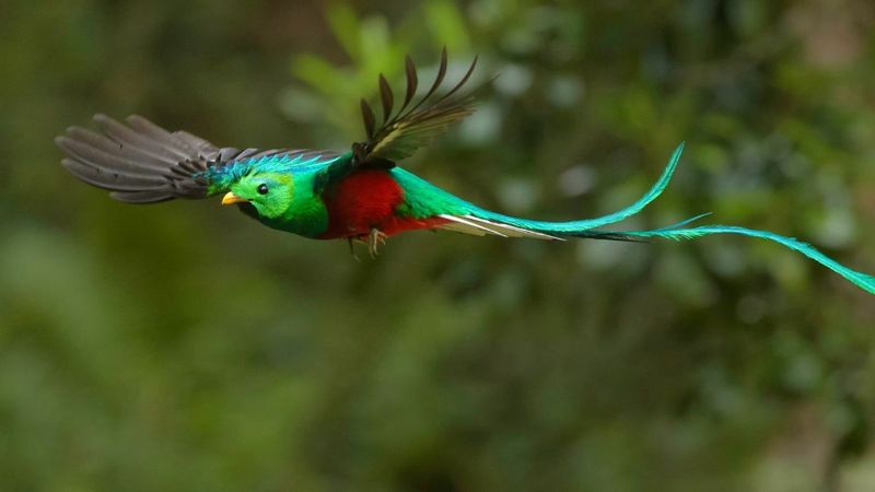 Resplendent Quetzal