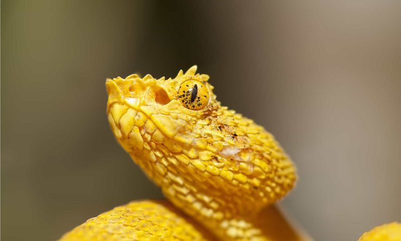 Eyelash Viper