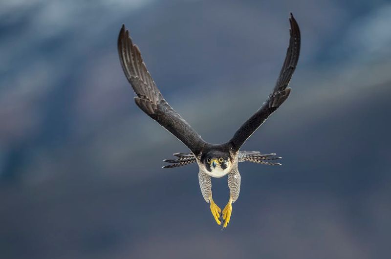 Powerful Wings