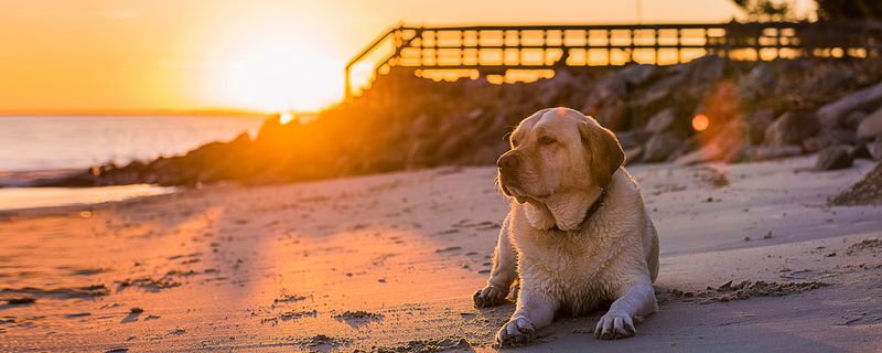 Choose Pet-Friendly Activities