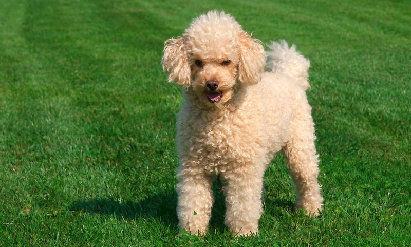 Poodle