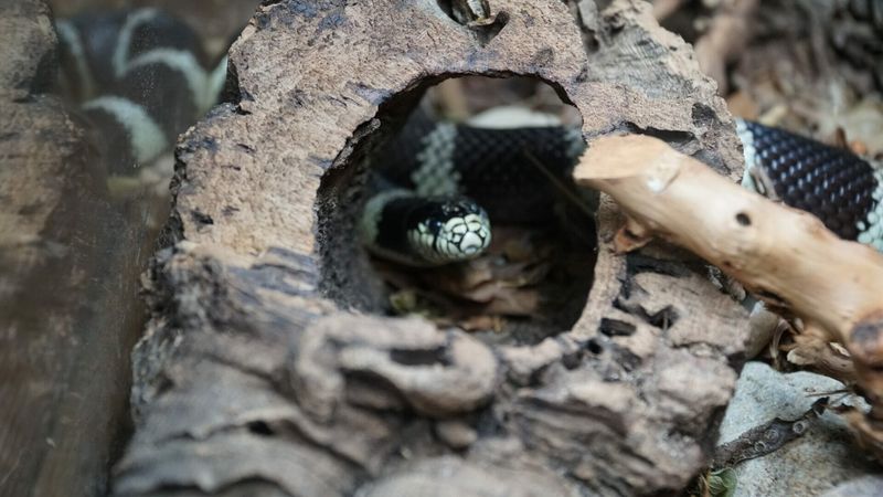 California Kingsnake