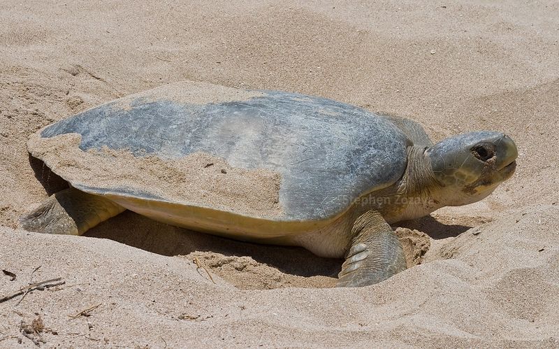 Flatback Turtle