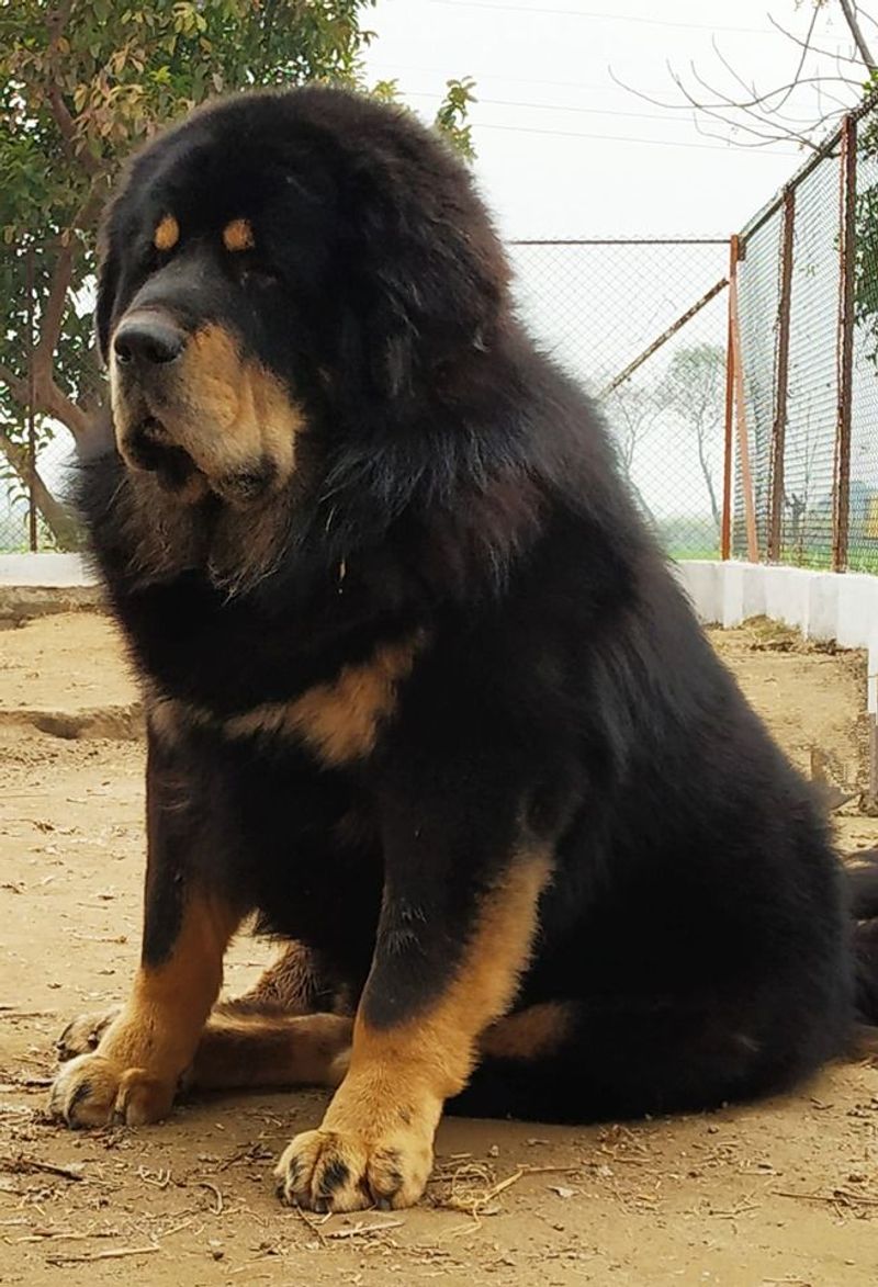 Afghan Mastiff
