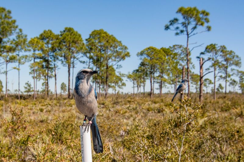 Florida Scrub-Jay