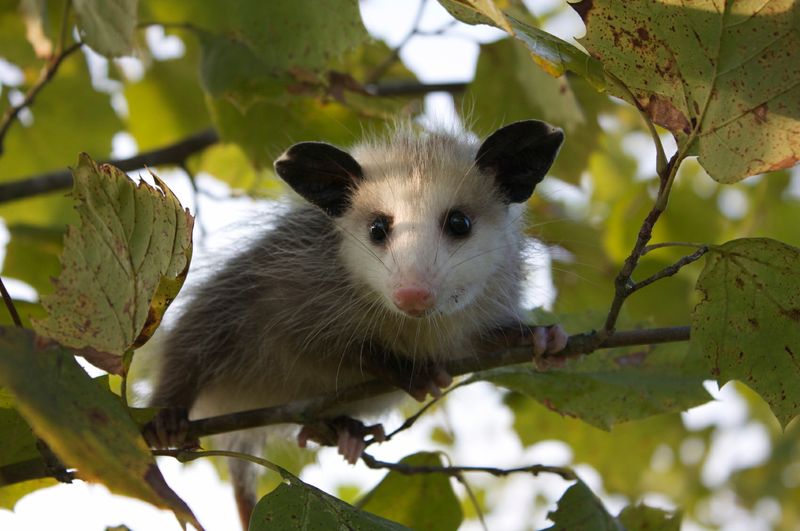 Virginia Opossum
