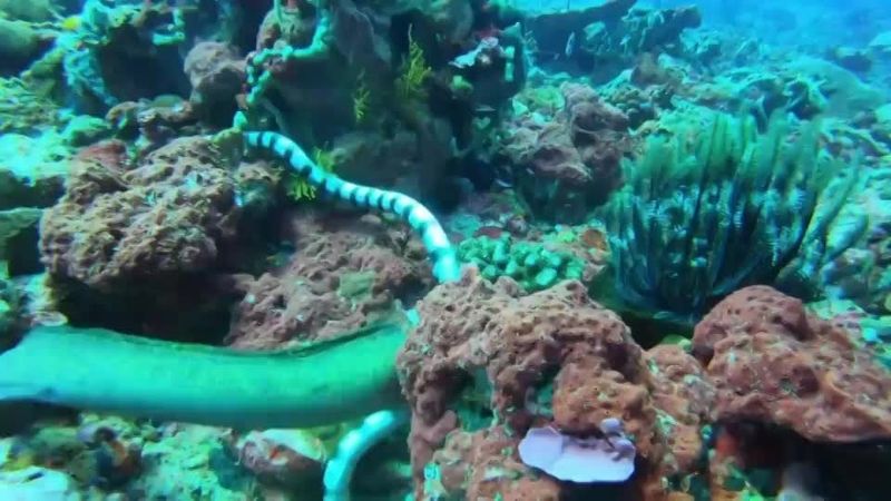Eel