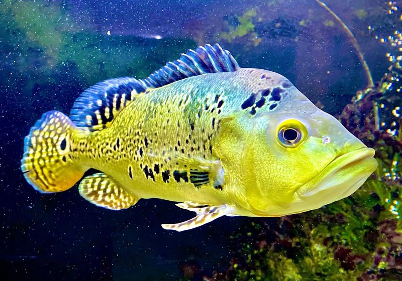 Peacock Bass Hybrid
