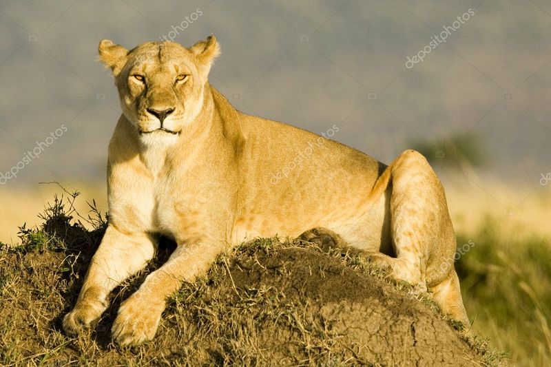 Elsa the Lioness