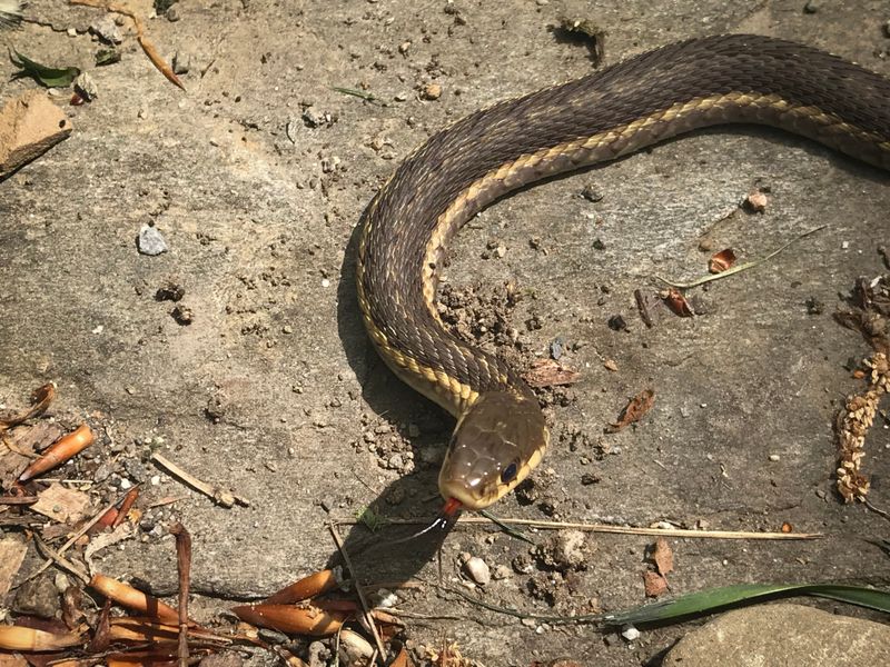 Garter Snake