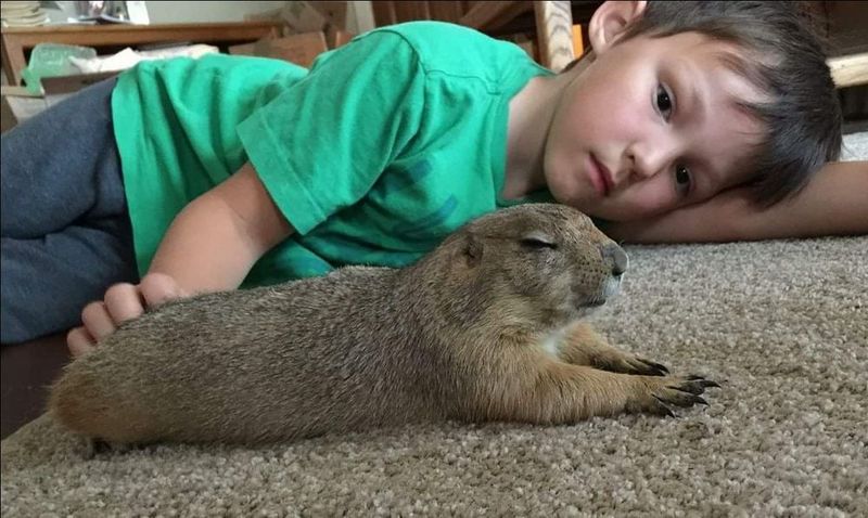 Prairie Dog