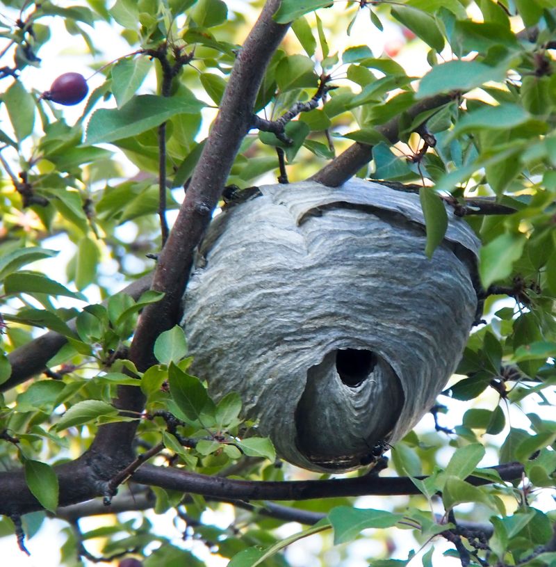 Bald-faced Hornet