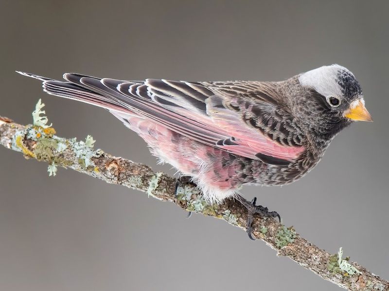 Black Rosy-Finch
