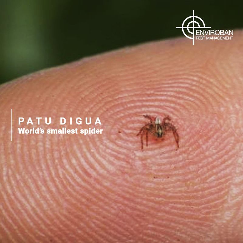 Patu Digua Spider